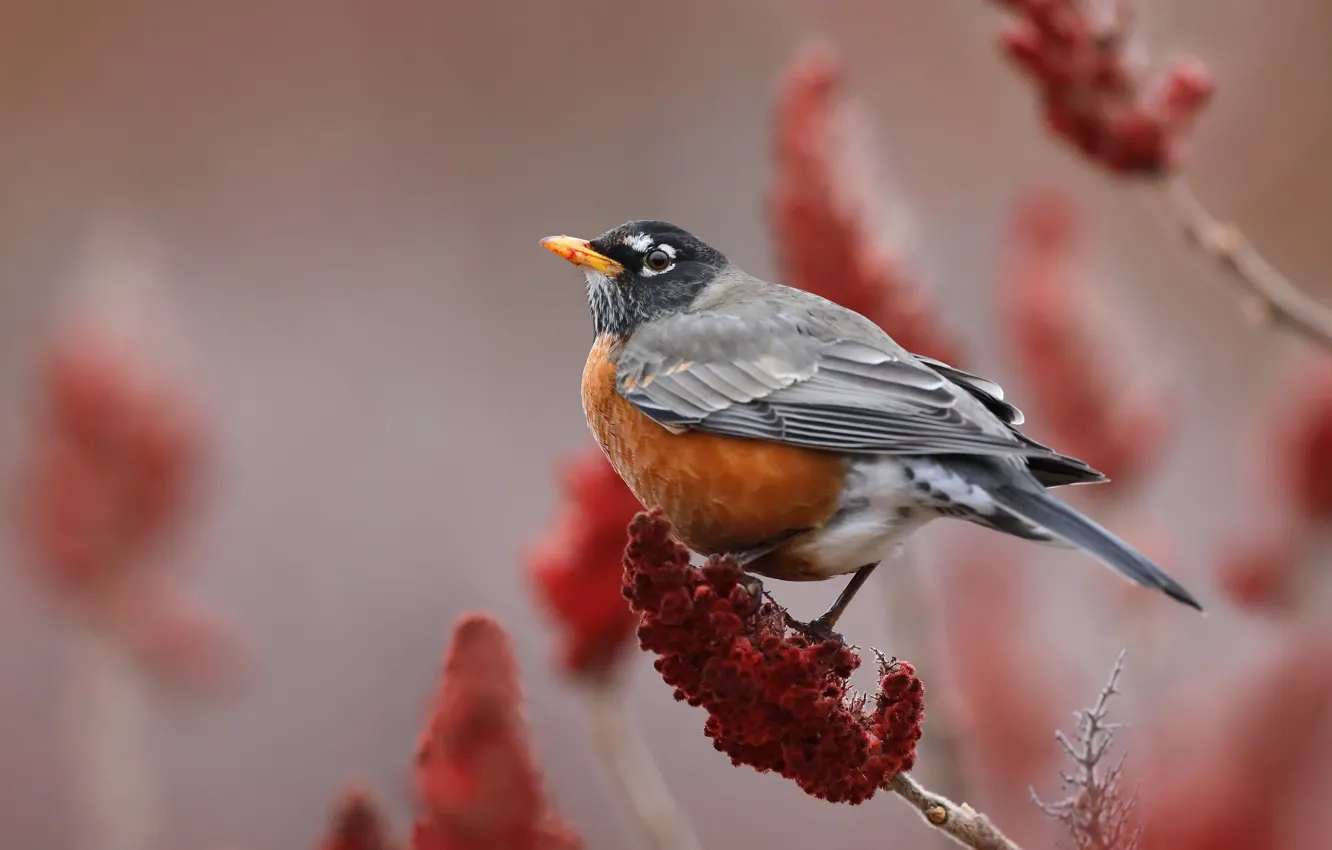 Photo wallpaper nature, bird, American robin