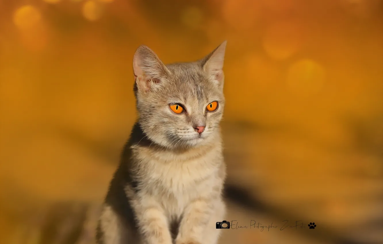 Photo wallpaper cat, kitty, background