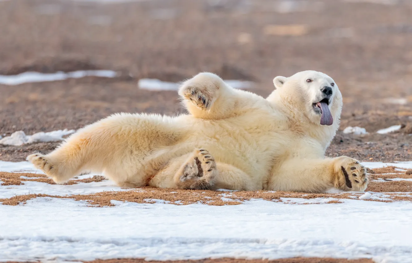 Wallpaper language, relax, bear, Alaska, polar bear, chill, polar bear  images for desktop, section животные - download