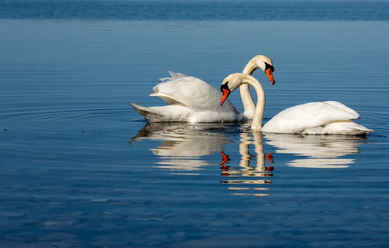 Wallpaper birds, pose, reflection, pair, Swan, white, Duo, swans, two,  pond, blue water, swimming, neck, two swans images for desktop, section  животные - download