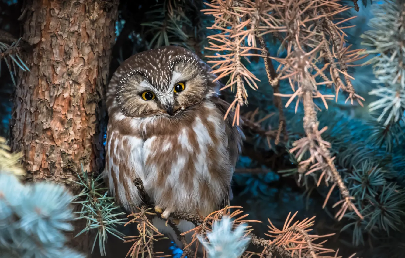 Photo wallpaper owl, bird, North American boreal owl