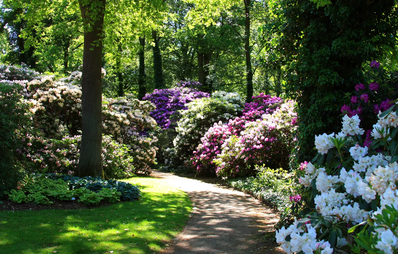 Photo wallpaper greens, grass, the sun, trees, flowers, Park, Germany, track, the bushes, rhododendrons, Bremen, Rhododendronpark