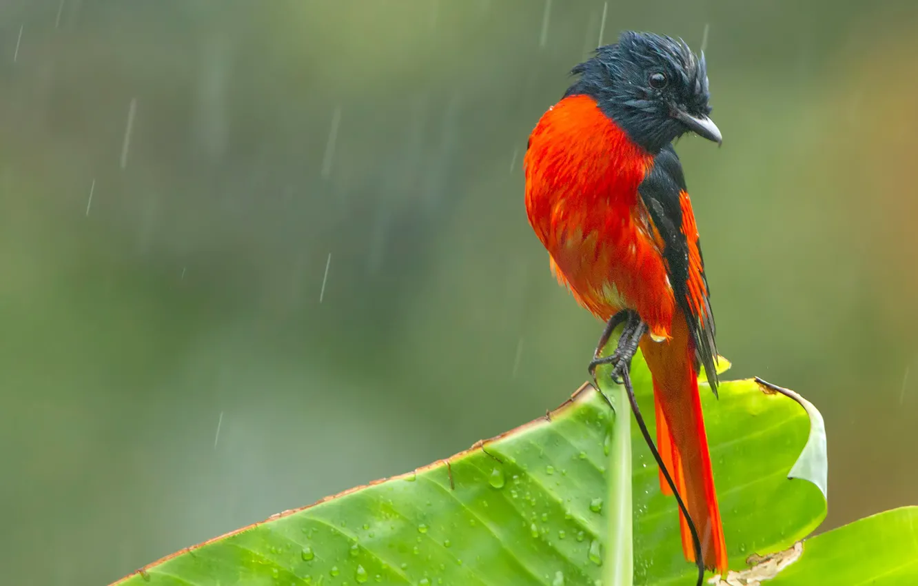 Wallpaper rain, bird, al minivet, Himalayan fire licenced images for  desktop, section животные - download