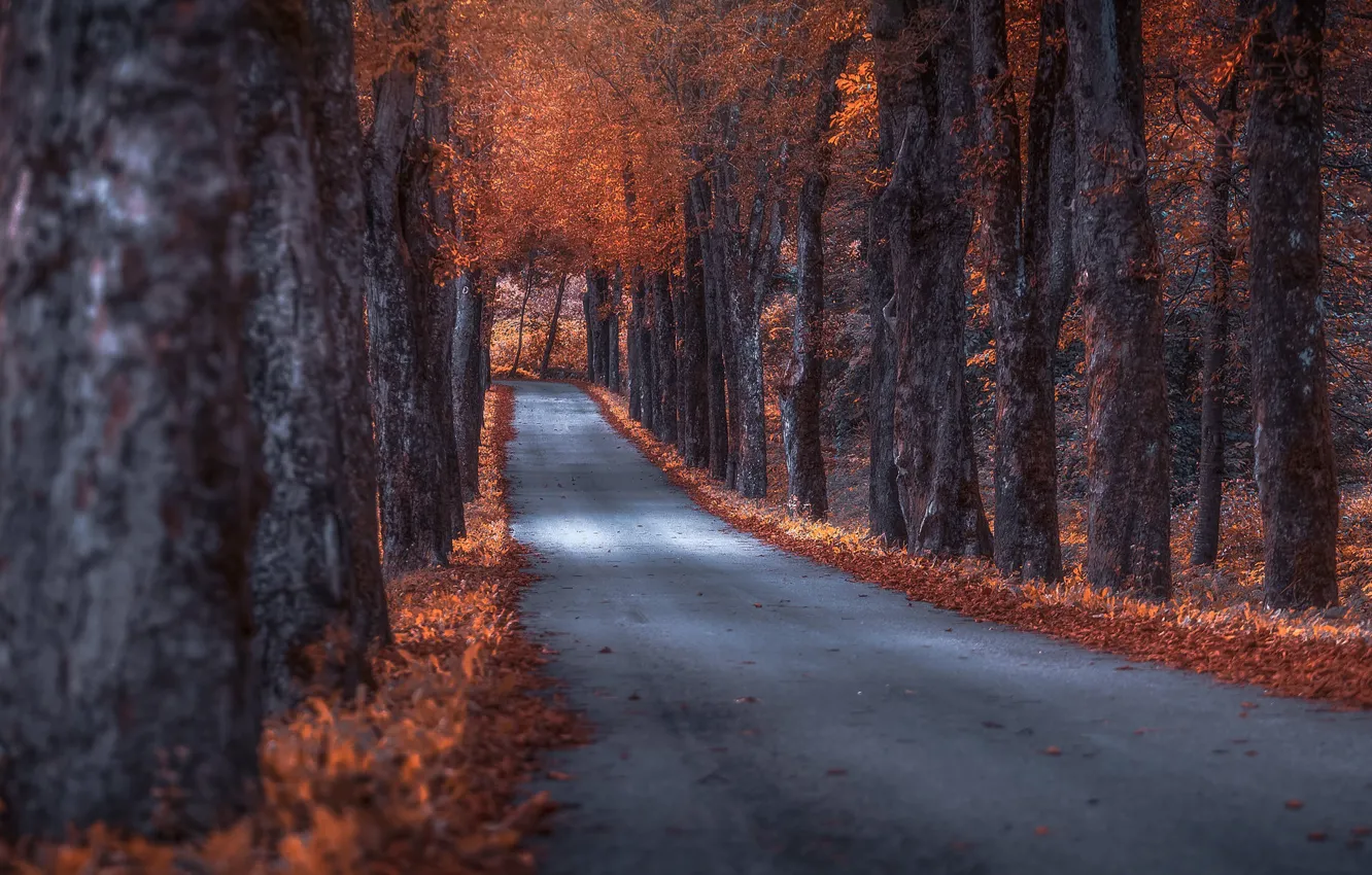 Photo wallpaper road, autumn, trees, alley