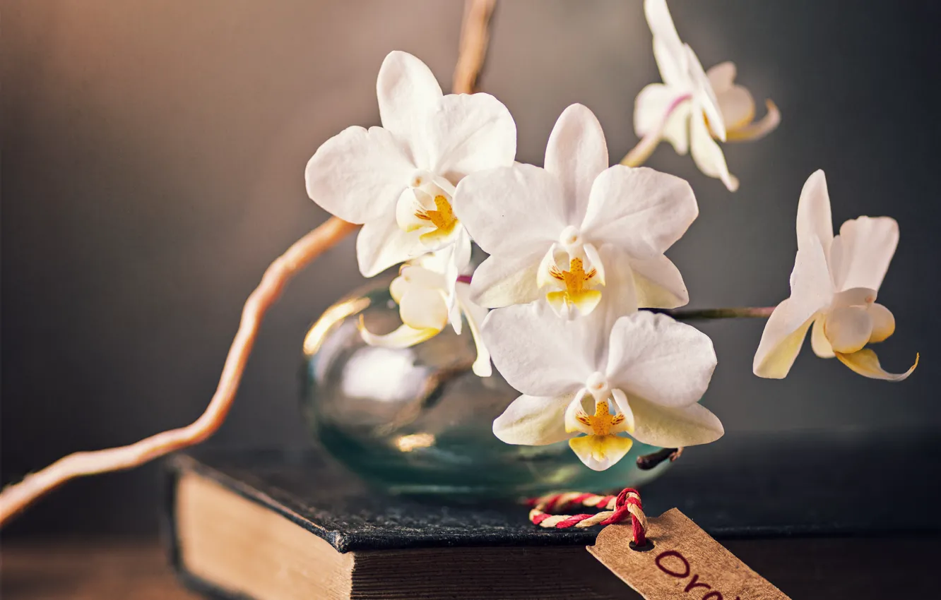 Photo wallpaper branch, book, Orchid, flowers, jar