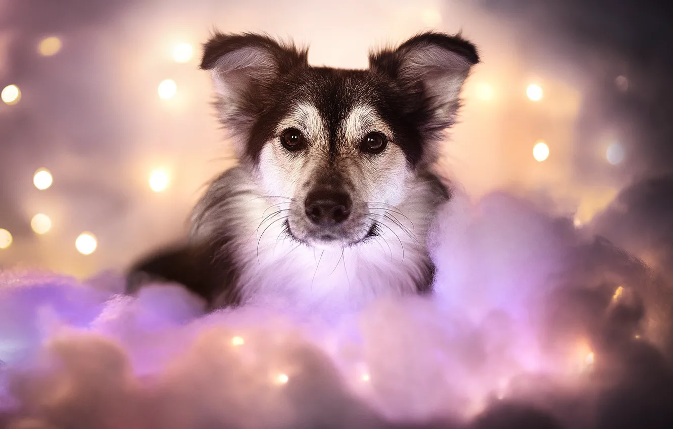 Wallpaper look, face, dog, lights, wool images for desktop, section собаки  - download