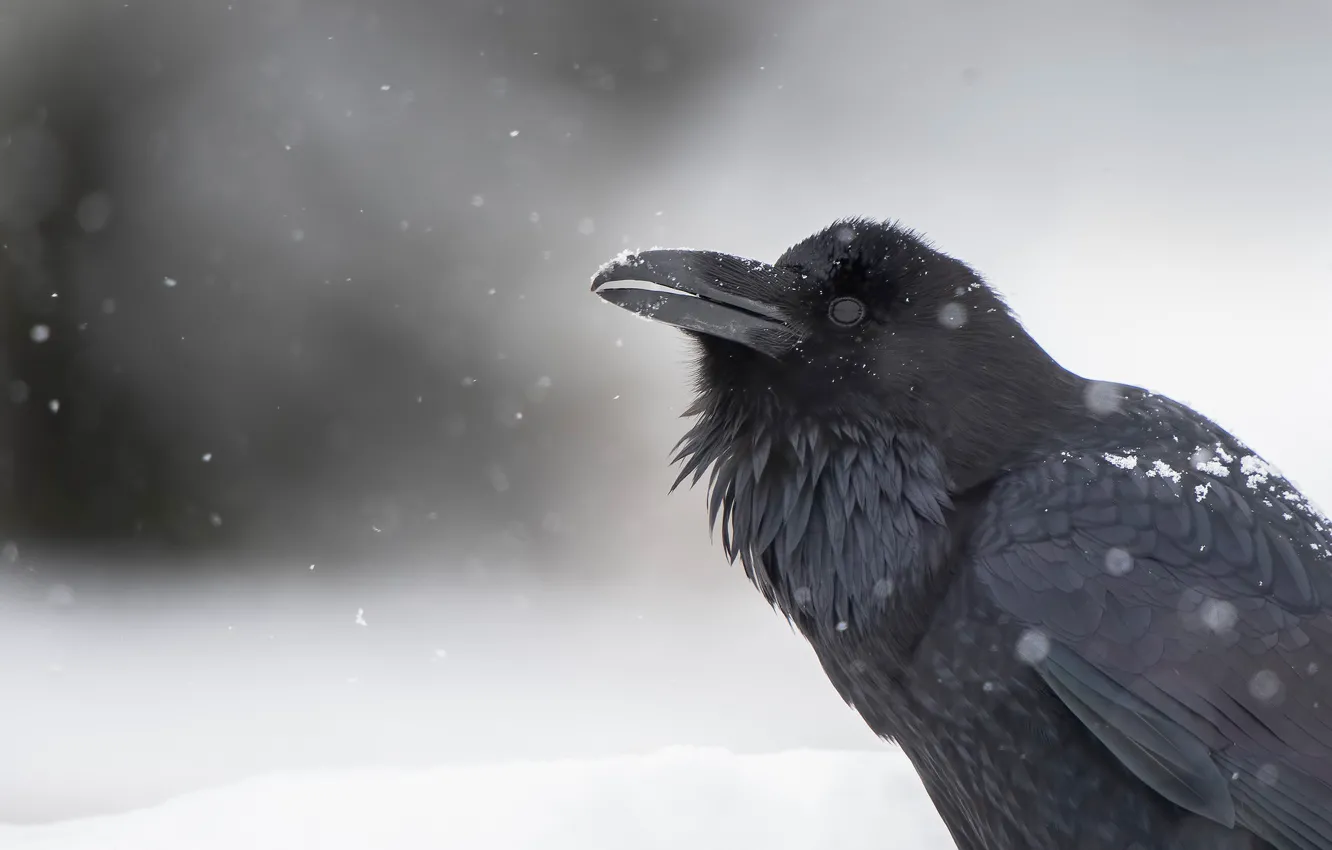 In snow raven Raven in