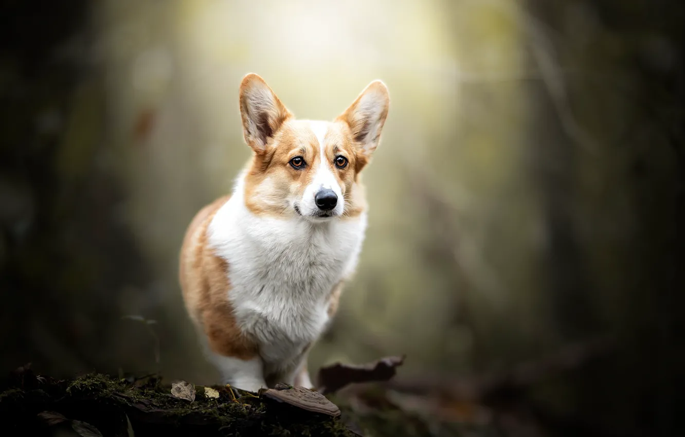 Wallpaper nature, dog, Corgi images for desktop, section собаки - download