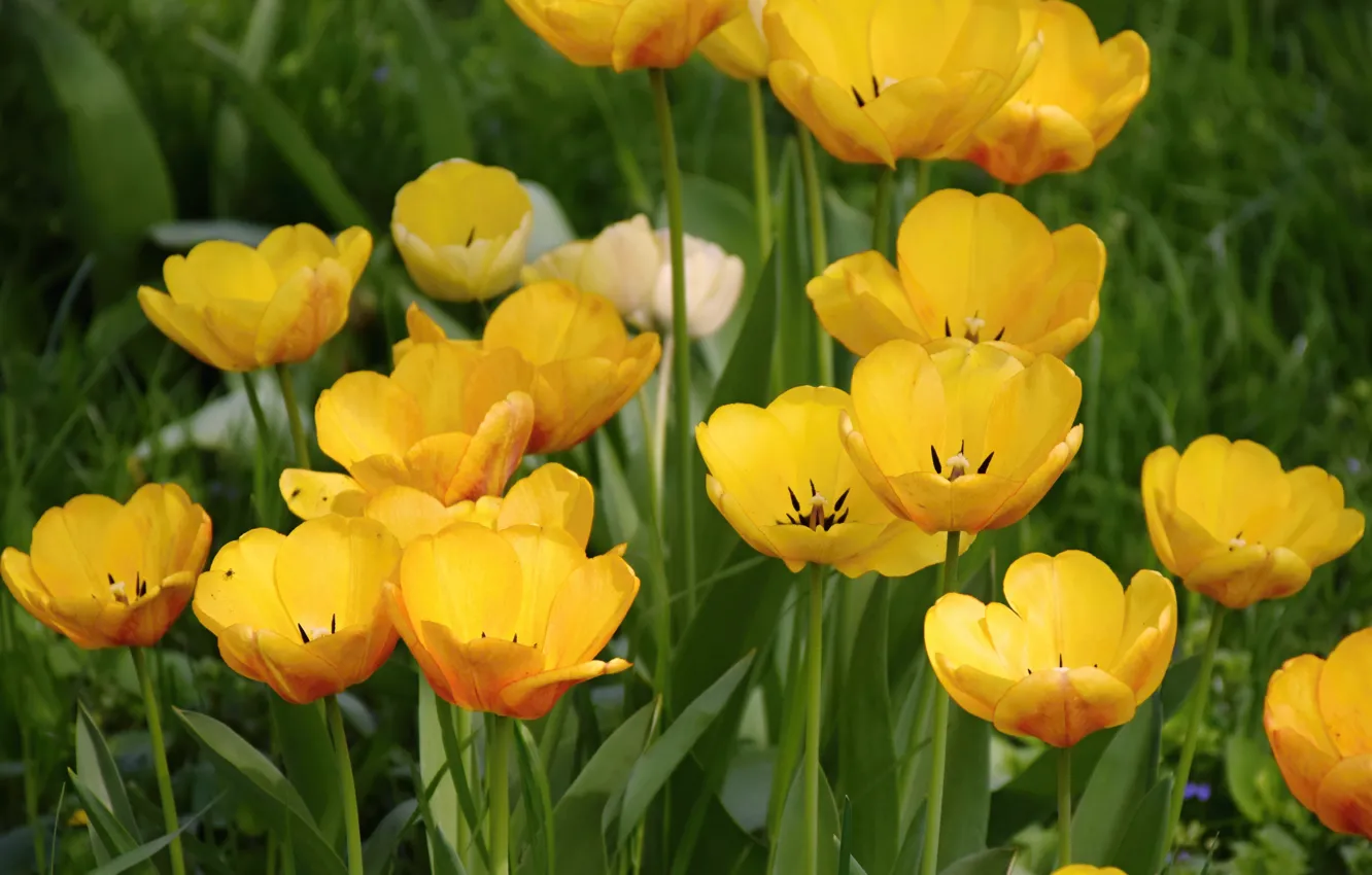 Photo wallpaper Spring, Flowers, Yellow tulips, Yellow tulips