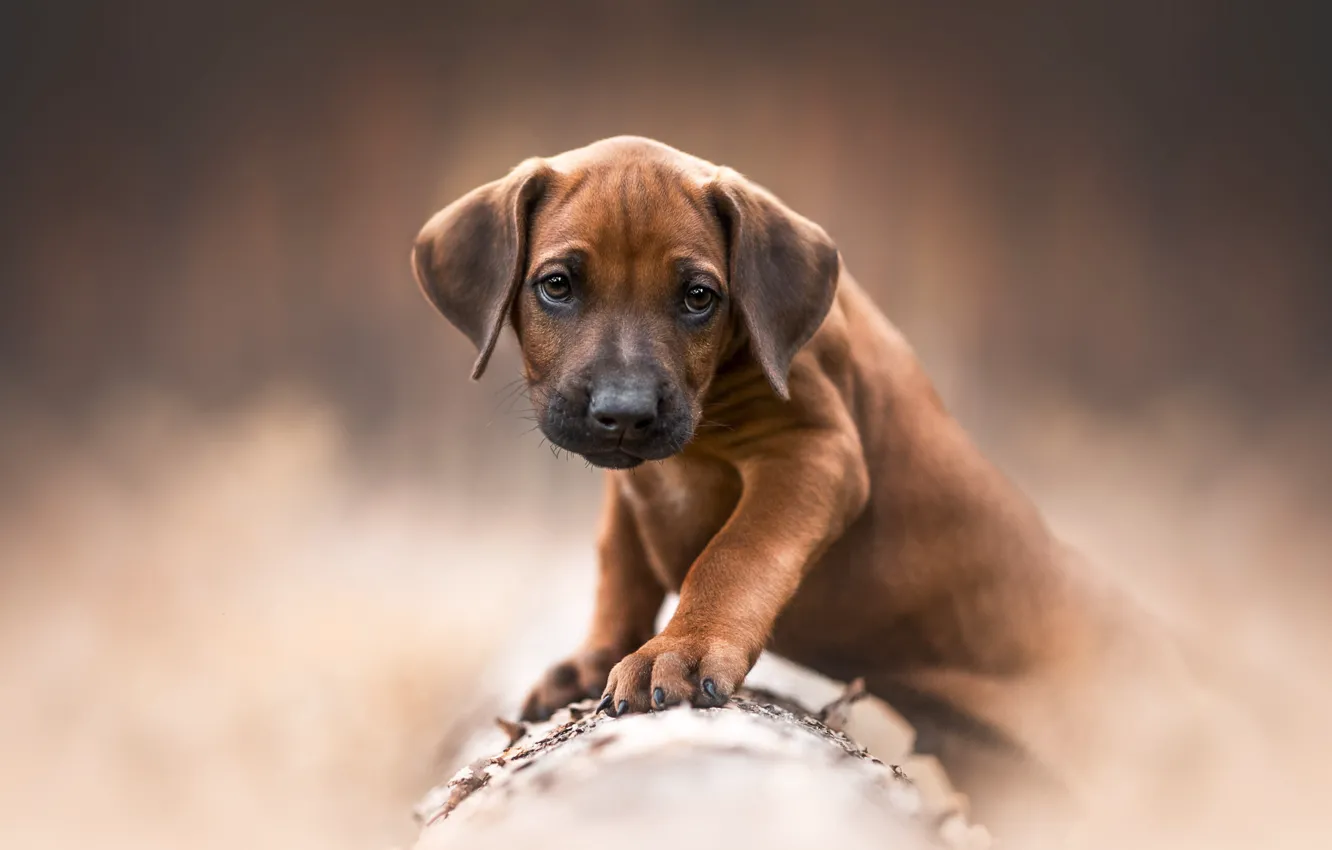 Wallpaper look, nature, pose, background, dog, baby, puppy, log, face,  brown, Rhodesian Ridgeback images for desktop, section собаки - download