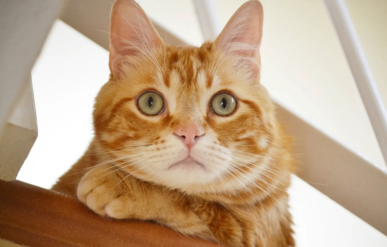 Photo wallpaper cat, look, red, muzzle, ears, cat