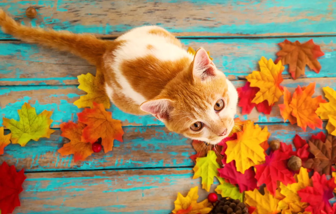 Photo wallpaper autumn, cat, leaves, background, tree, colorful, vintage, wood, cat, background, autumn, leaves, maple