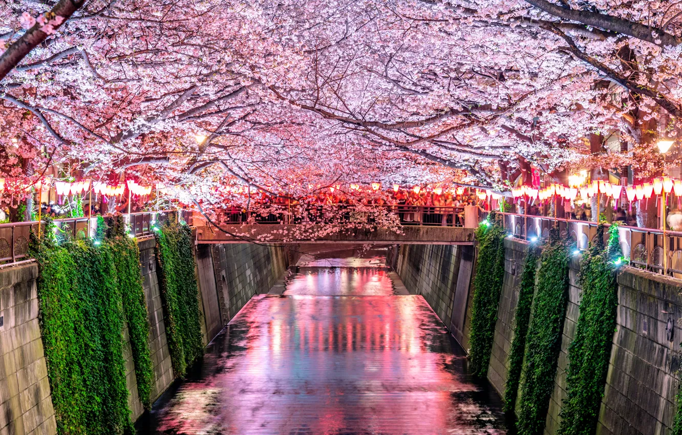 Photo wallpaper cherry, spring, Japan, Sakura, Japan, flowering, pink, blossom, sakura, cherry, spring