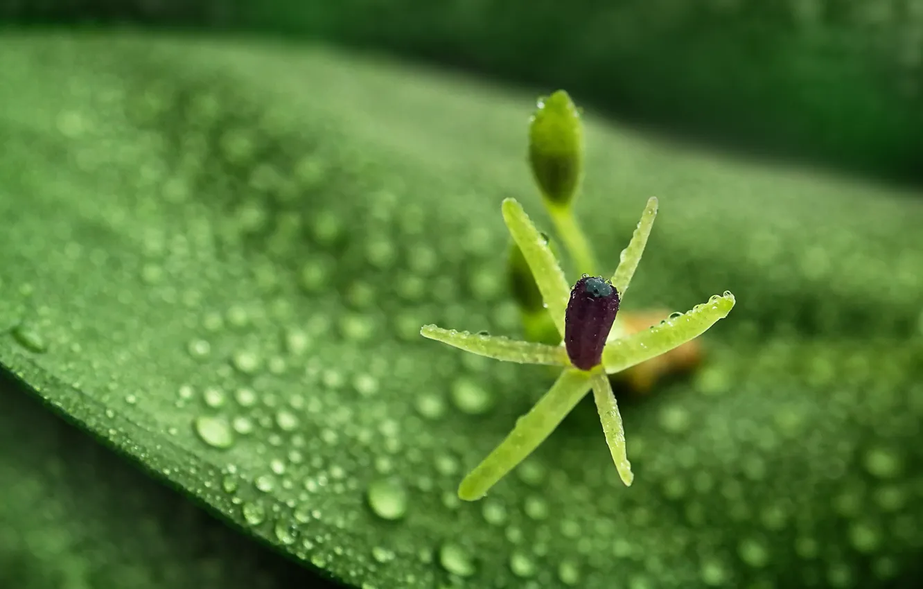 Photo wallpaper green, wet, Flower, photography, nature, leaves, macro, water drops, dew