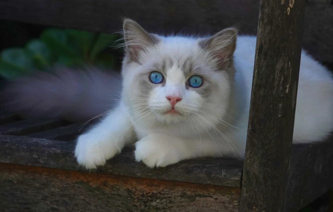 Photo wallpaper cat, look, legs, muzzle, white, blue eyes, Ragdoll