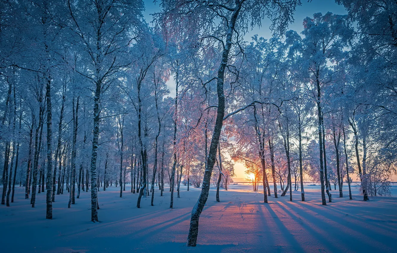 Wallpaper winter, forest, snow, morning images for desktop, section природа  - download