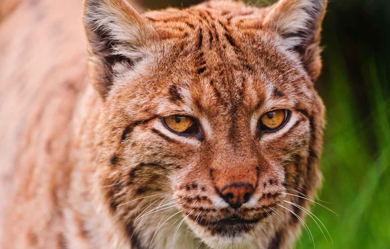 Wallpaper cat, look, face, close-up, portrait, red, beauty, lynx, wild cat,  green background, Golden eyes, clever, expressive images for desktop,  section кошки - download