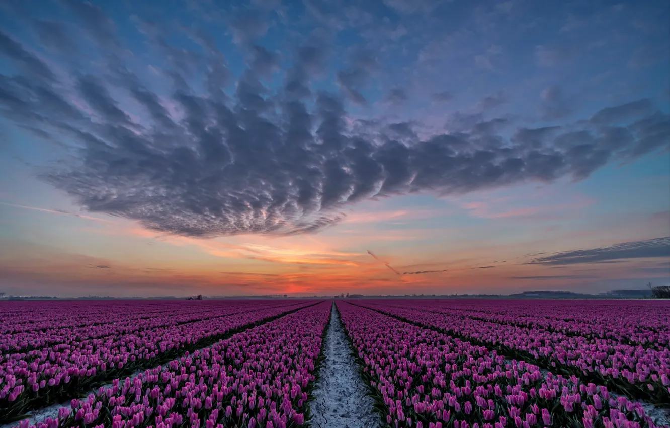 Photo wallpaper field, sunset, tulips