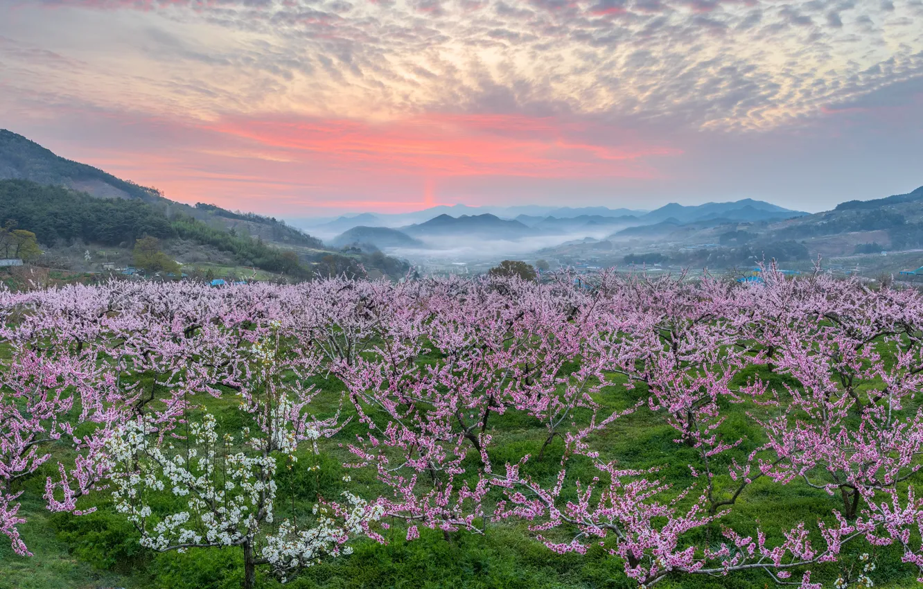 Photo wallpaper trees, landscape, mountains, nature, fog, spring, morning, garden, peaches, flowering, South Korea