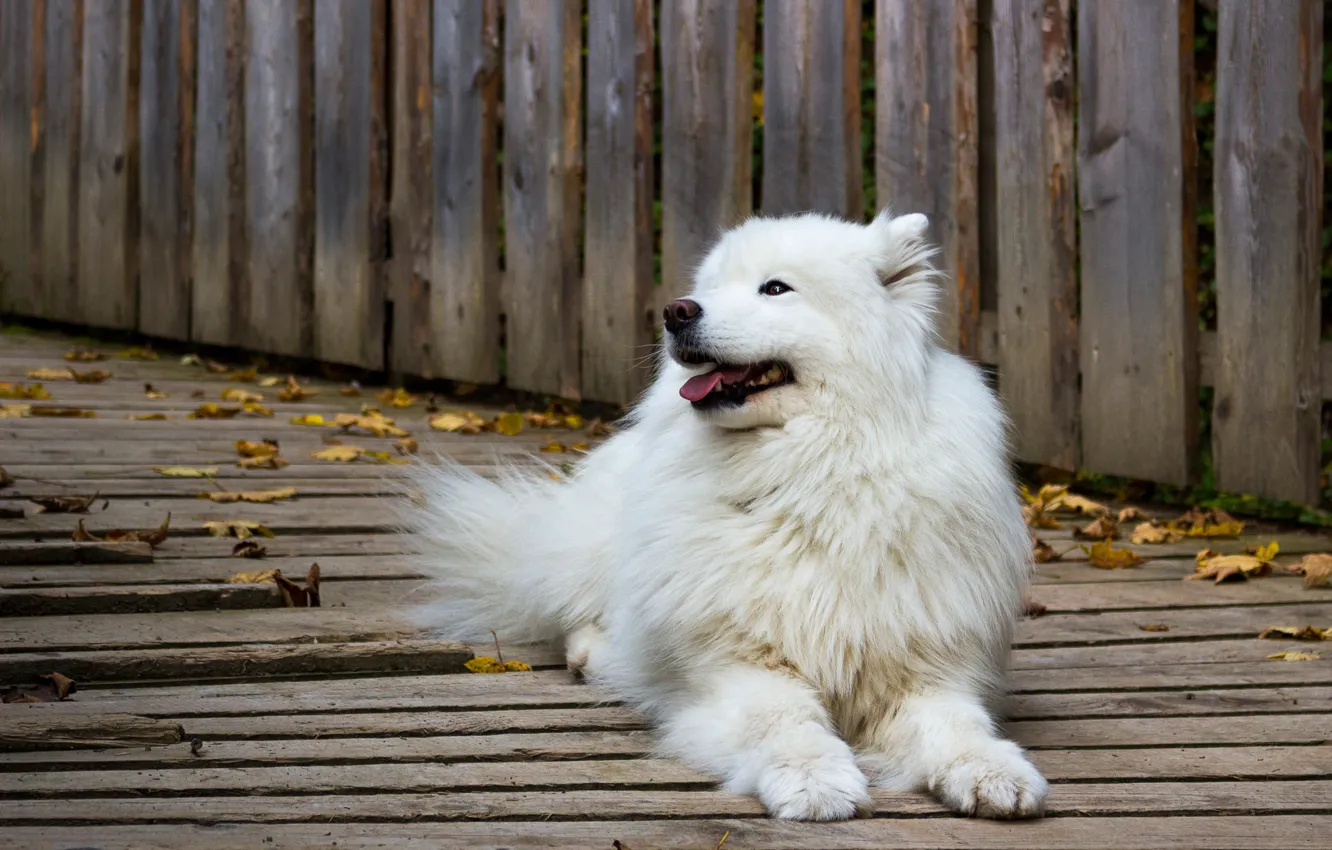 Wallpaper Autumn Language Leaves Board Dog Samoyed Images For Desktop Section Sobaki Download