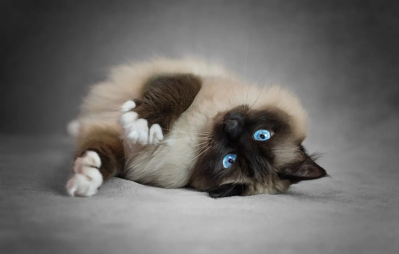 Photo wallpaper cat, cat, pose, legs, lies, beauty, blue eyes, grey background, face, kitty, fluffy, Siamese, ragdoll