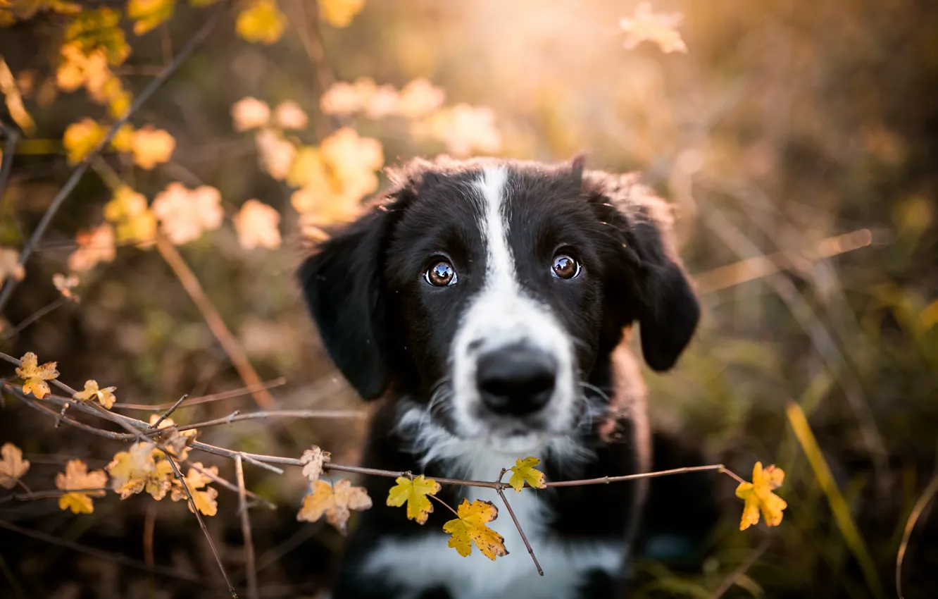 Photo wallpaper autumn, look, leaves, branches, nature, pose, background, black and white, Bush, portrait, dog, baby, cute, …