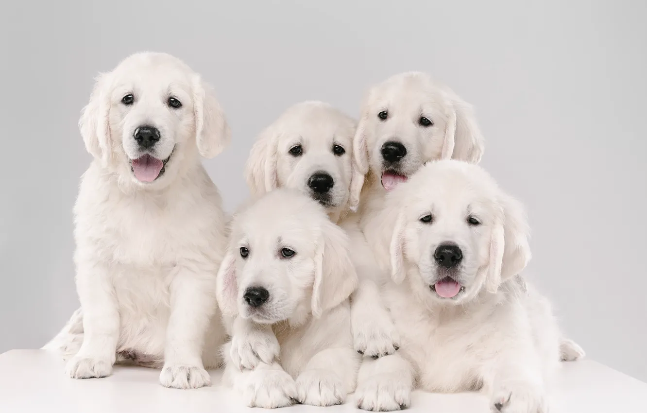 Photo wallpaper dogs, background, puppies, Golden Retriever, Golden Retriever