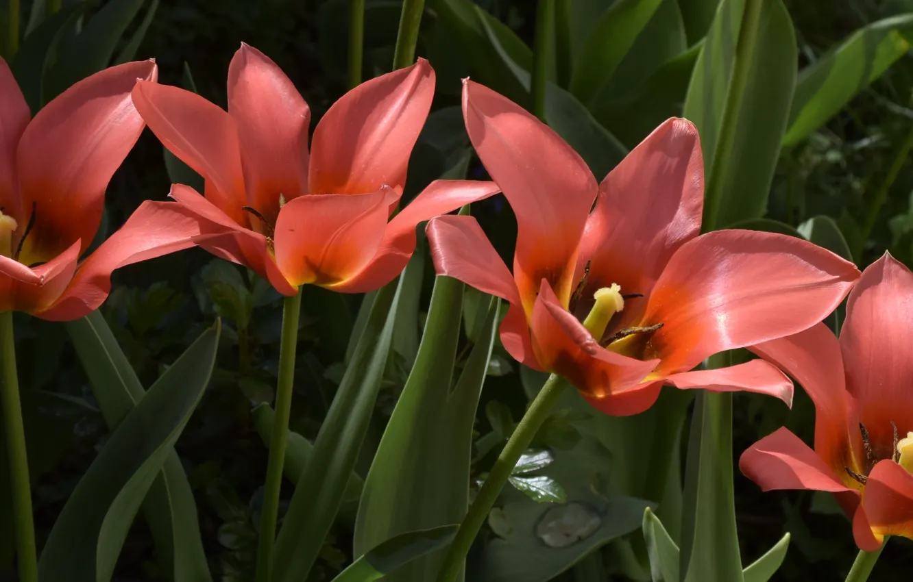 Photo wallpaper Tulips, Tulips, Orange tulips, Orange tulips