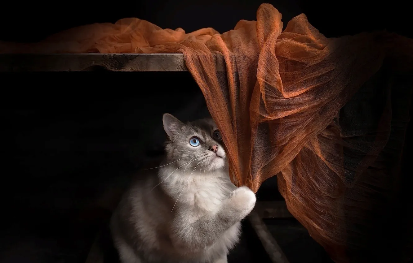 Photo wallpaper cat, cat, look, animal, shelf, fabric, Board