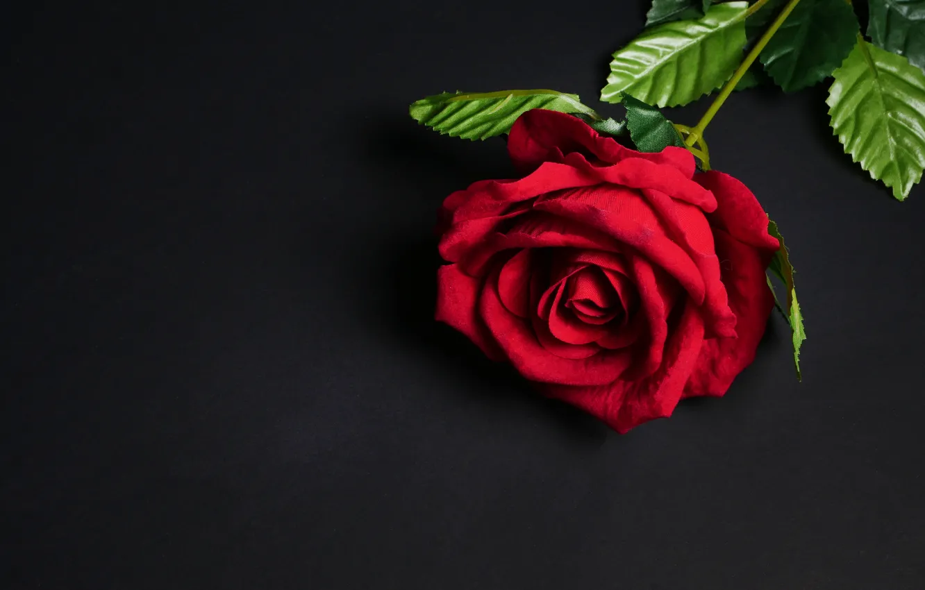 Wallpaper flowers, rose, red, black background, red, flowers, roses images  for desktop, section цветы - download