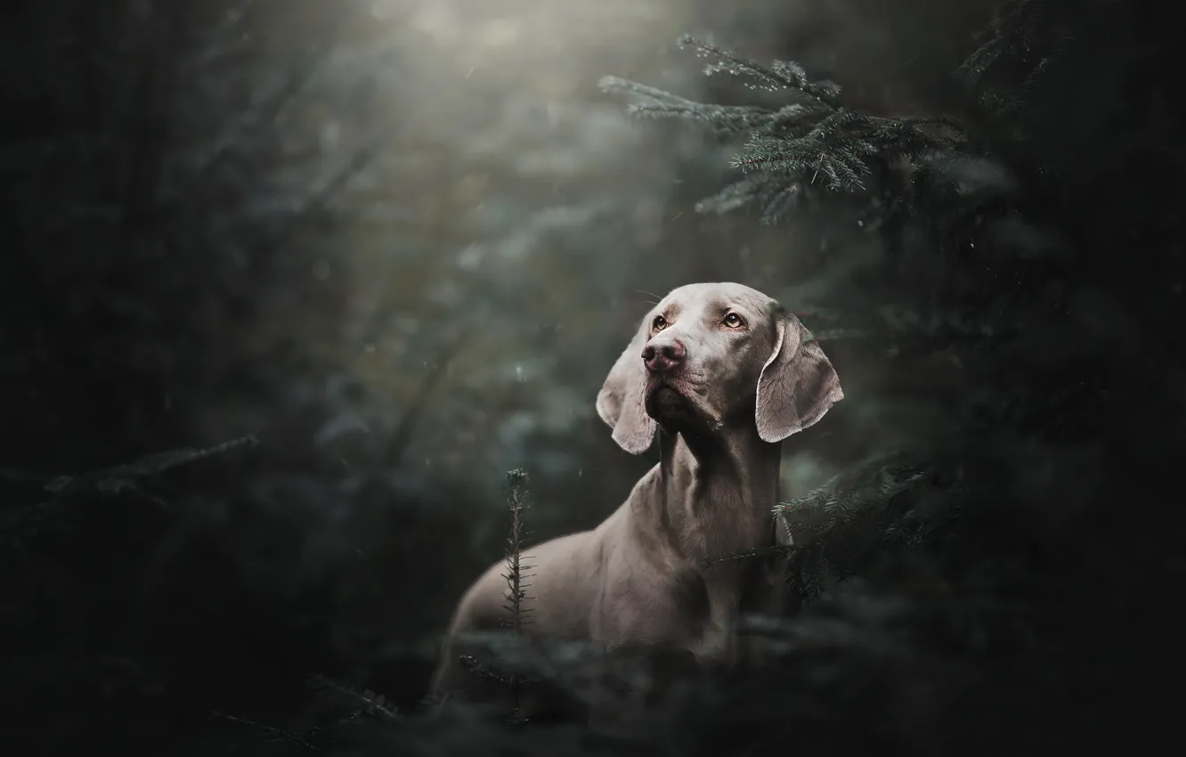 Photo wallpaper forest, rain, spruce, dog, The Weimaraner, Weimar pointer