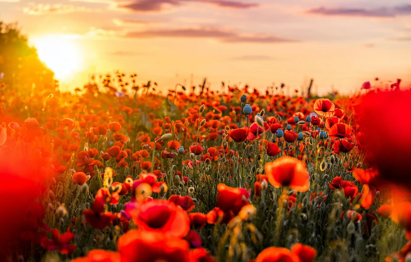 Wallpaper summer, the sun, sunset, flowers, nature, bright, Maki, red,  bokeh, poppy field images for desktop, section цветы - download
