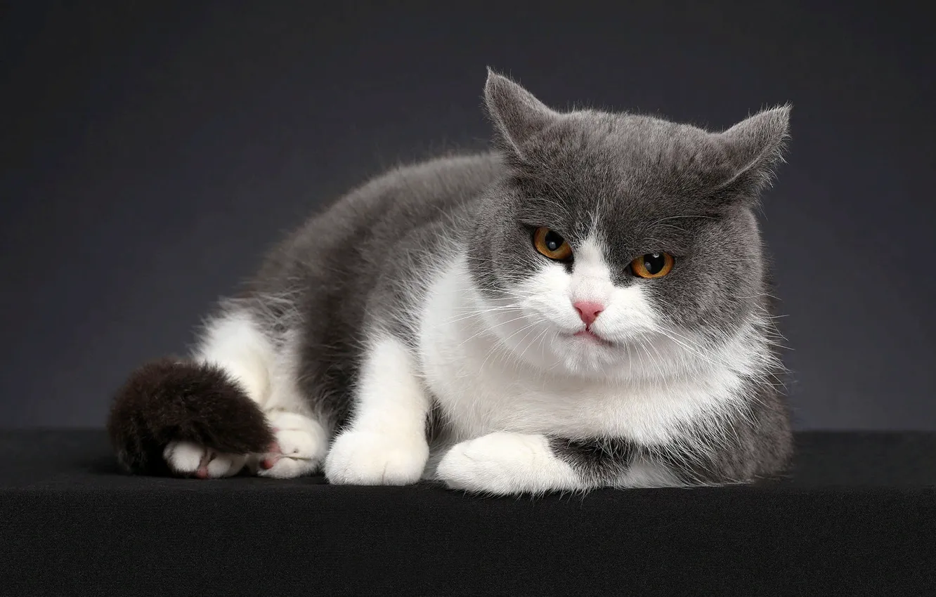 Photo wallpaper cat, cat, look, pose, animal