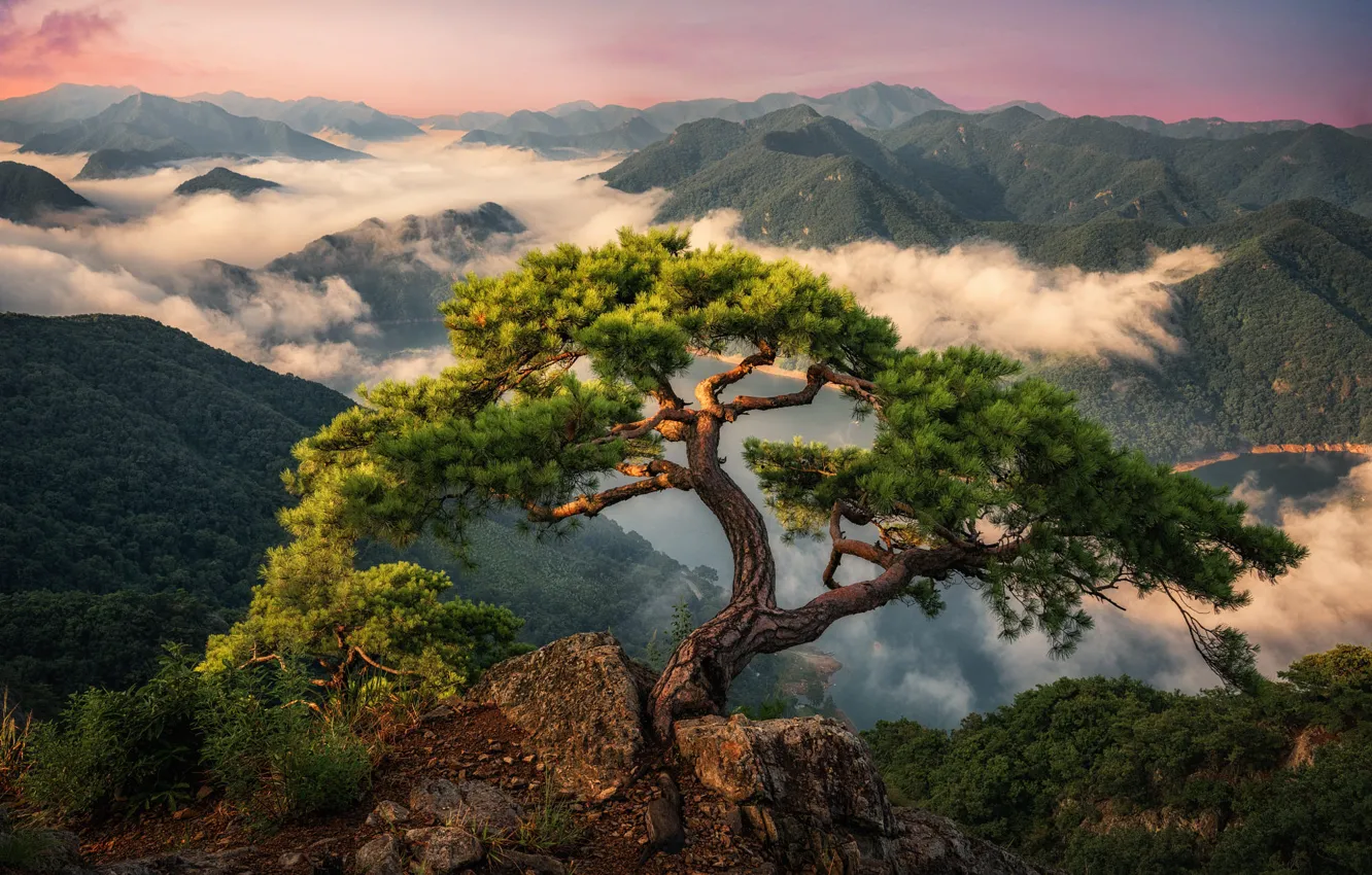 Photo wallpaper clouds, landscape, mountains, nature, tree, forest, pine, South Korea