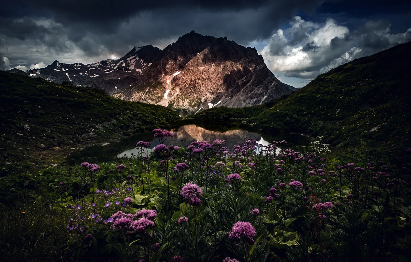 Photo wallpaper flowers, mountains, night