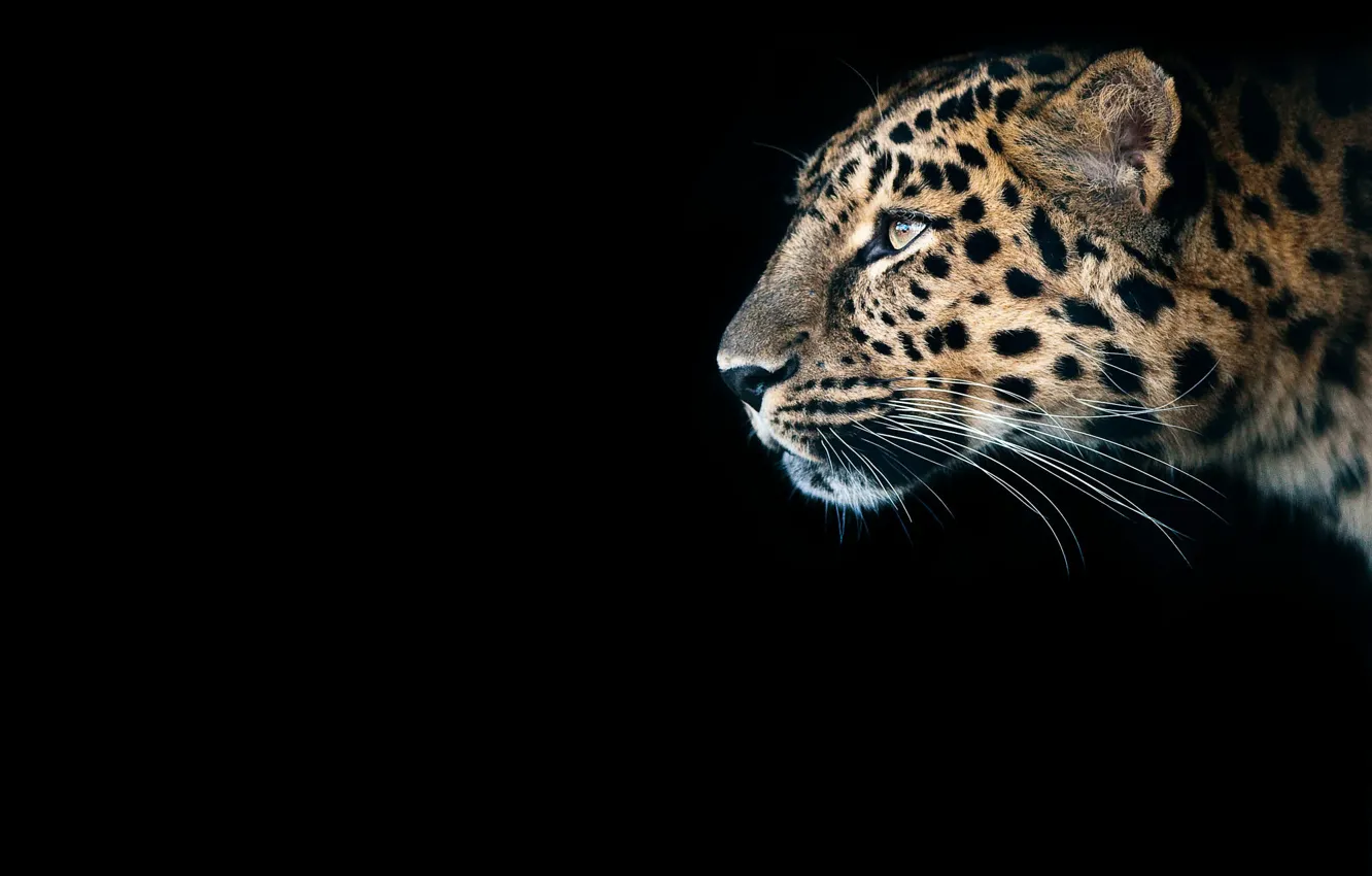 Wallpaper look, predator, Cheetah, black background, wild cat, big cat  images for desktop, section животные - download