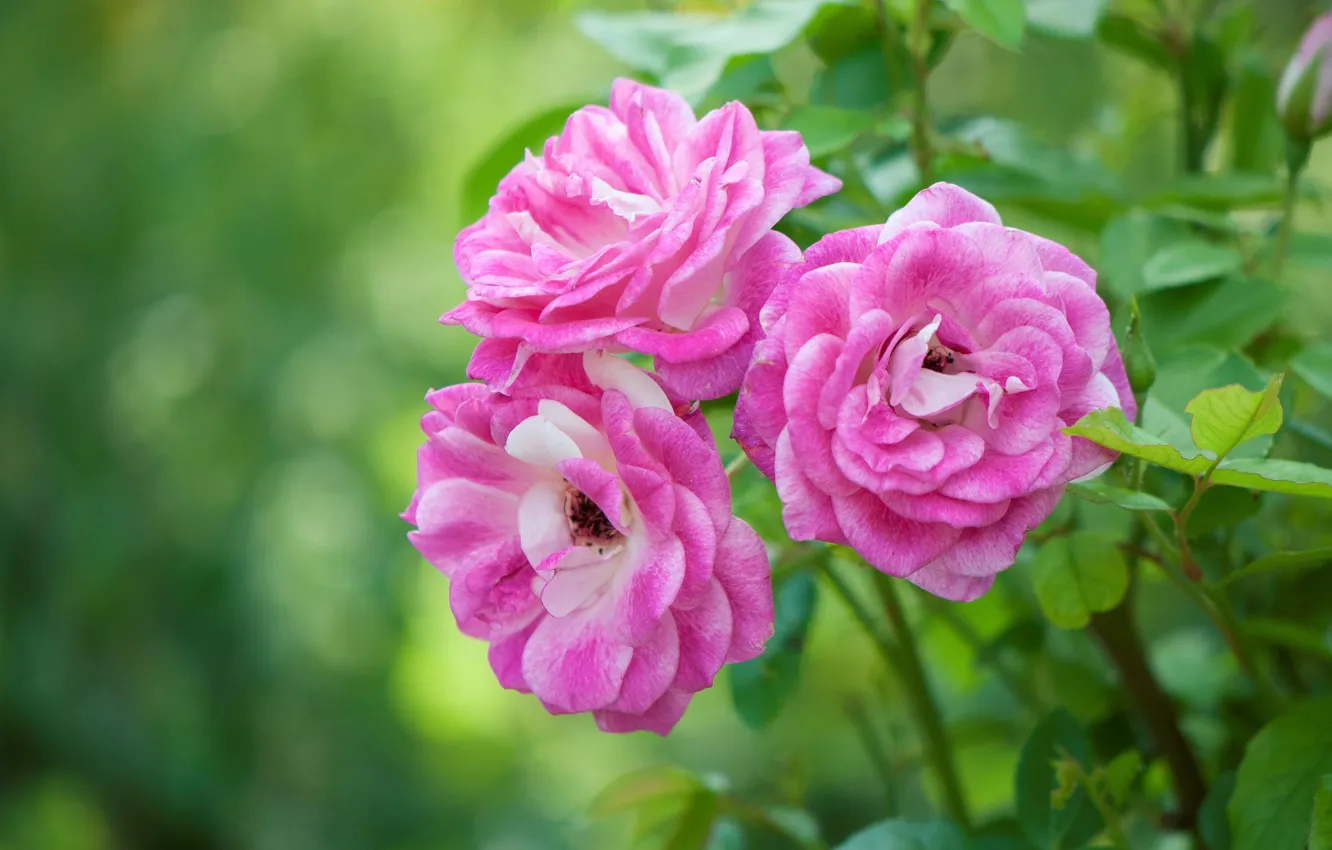 Wallpaper pink, Bush, roses images for desktop, section цветы - download