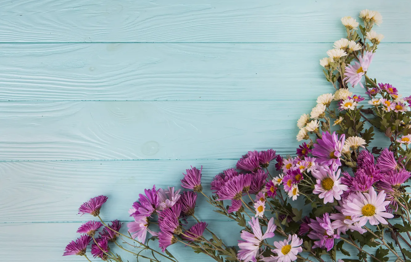 Photo wallpaper flowers, chrysanthemum, wood, flowers, beautiful, spring, purple, multicolored