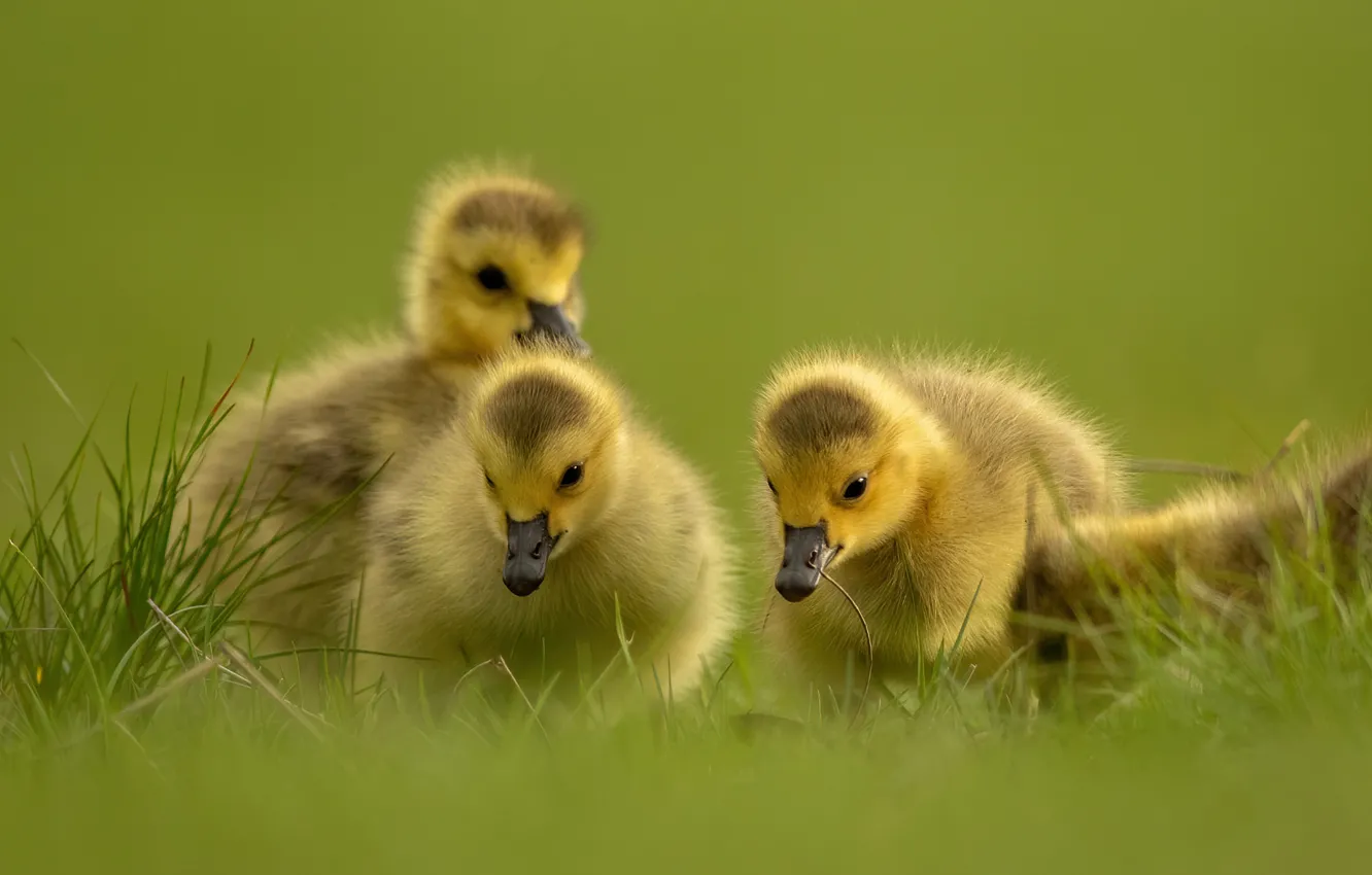 Photo wallpaper grass, birds, background, trio, Chicks, the goslings, Trinity