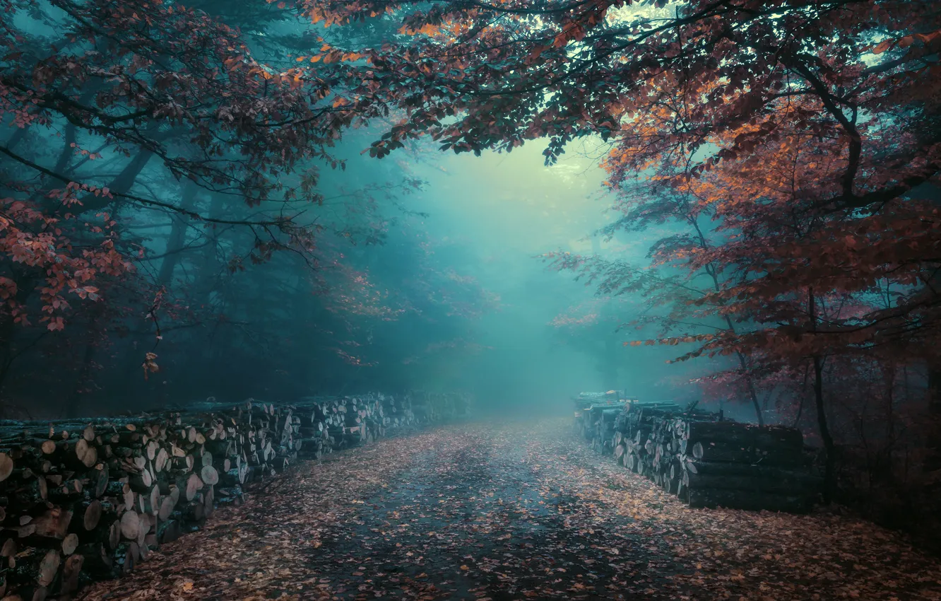 Photo wallpaper road, autumn, forest, fog, foliage, morning, haze, logs