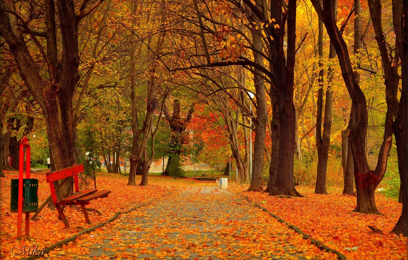 Photo wallpaper Autumn, Trees, Bench, Park, Fall, Foliage, Park, Autumn, Trees