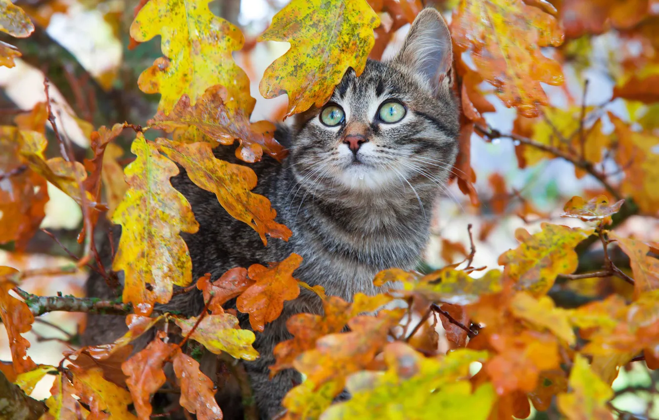Photo wallpaper autumn, cat, look, leaves, branches, kitty, grey, tree, foliage, striped, the colors of autumn, oak, …