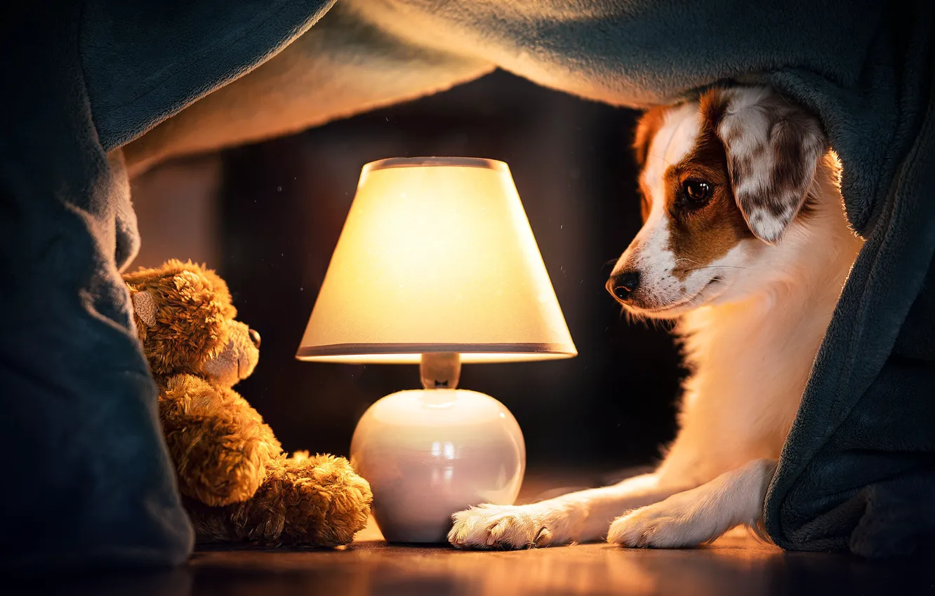 Photo wallpaper lamp, dog, bear, plaid, Teddy bear