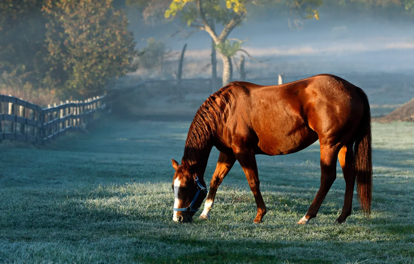 Photo wallpaper horse, horse, pasture