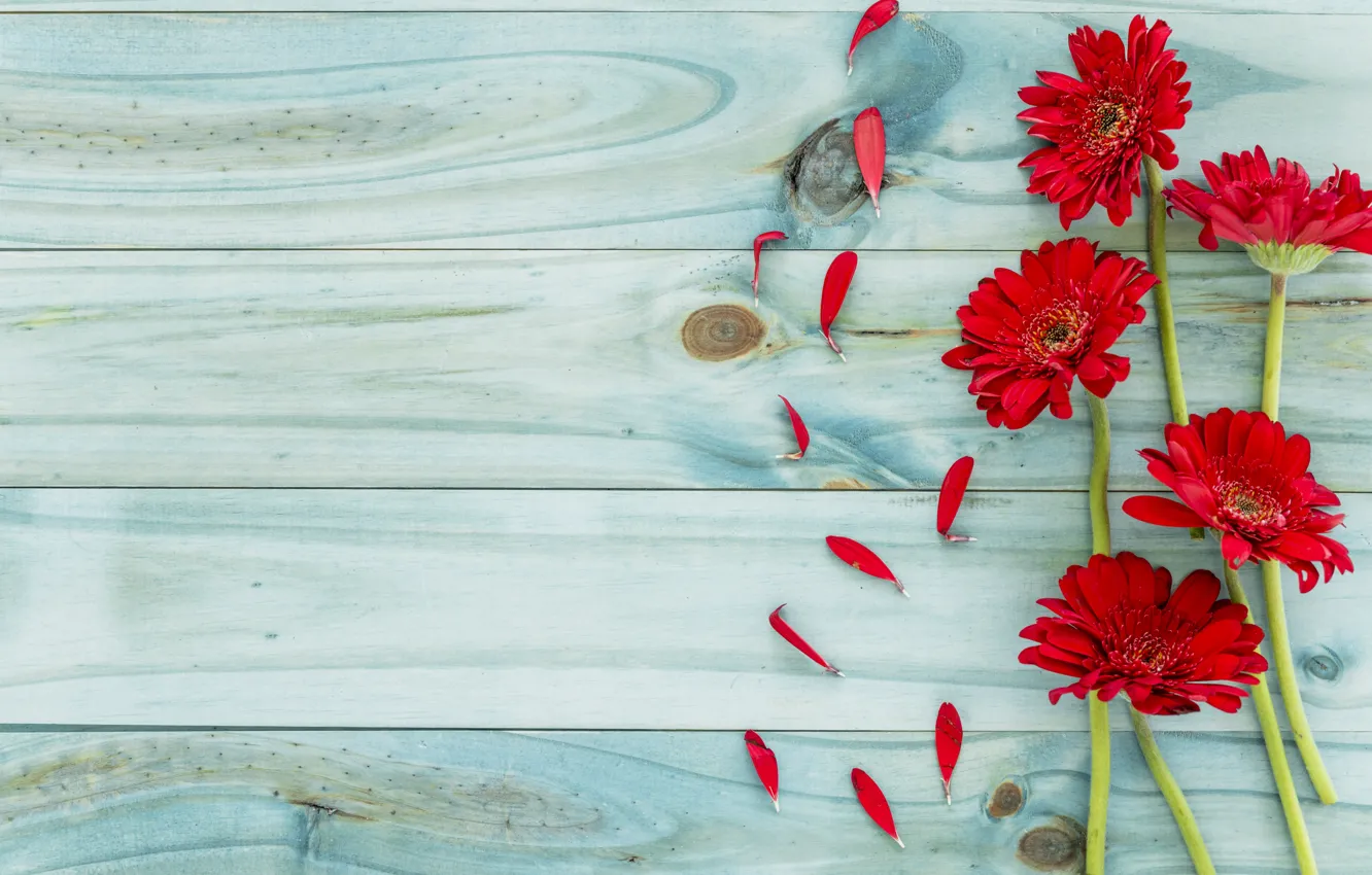 Wallpaper flowers, background, red, red, gerbera, wood, flowers, gerbera  images for desktop, section цветы - download