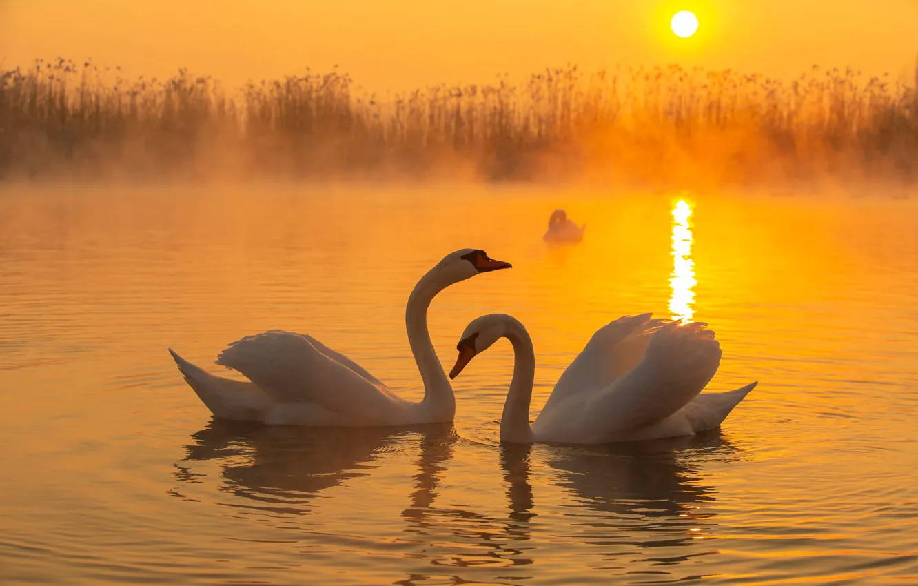 Wallpaper sunset, birds, pair, swans, pond, two swans images for desktop,  section животные - download