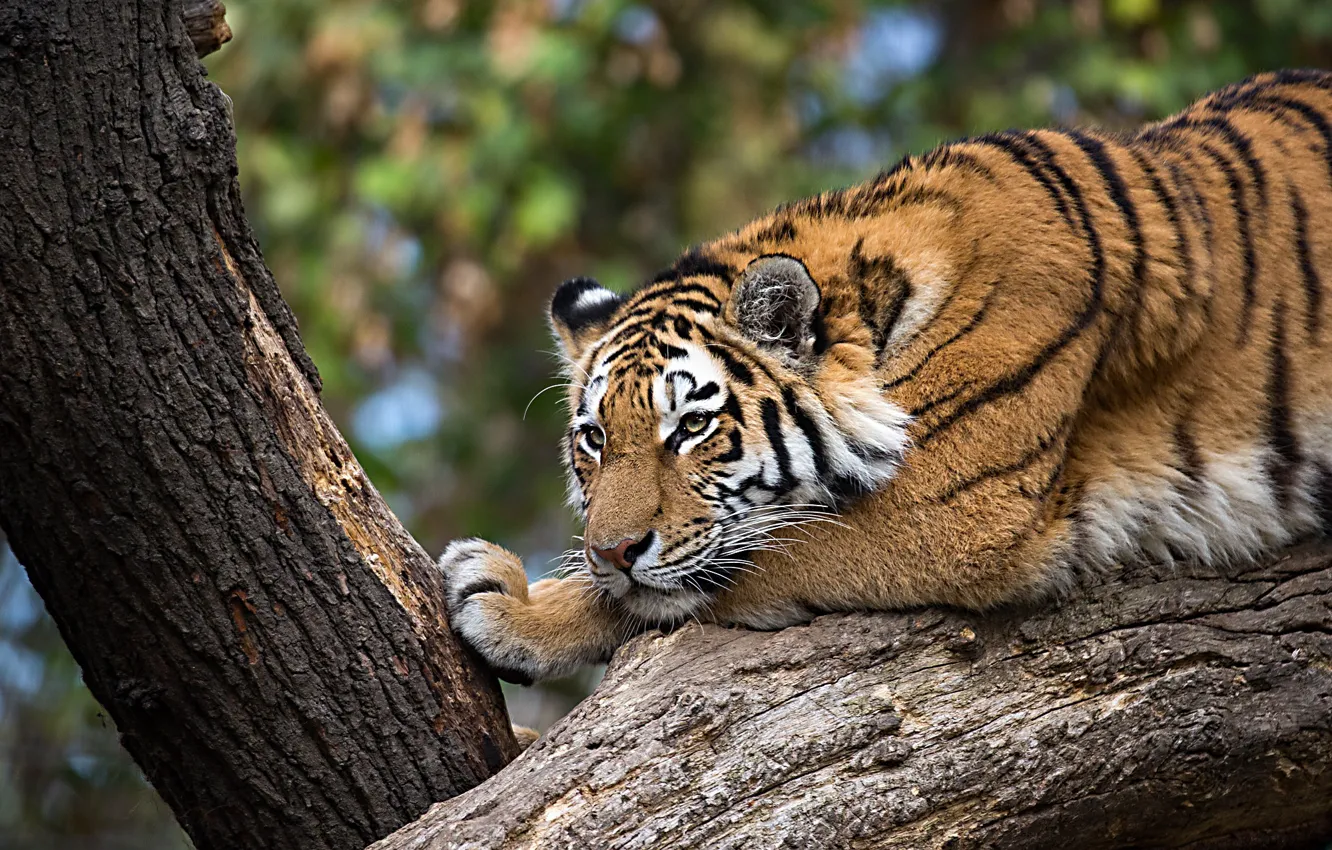 Wallpaper tiger, tree, lies images for desktop, section кошки - download