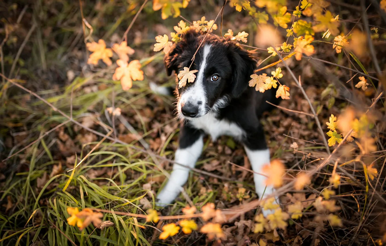 Photo wallpaper autumn, grass, look, leaves, branches, nature, pose, background, thickets, black and white, dog, paws, baby, …
