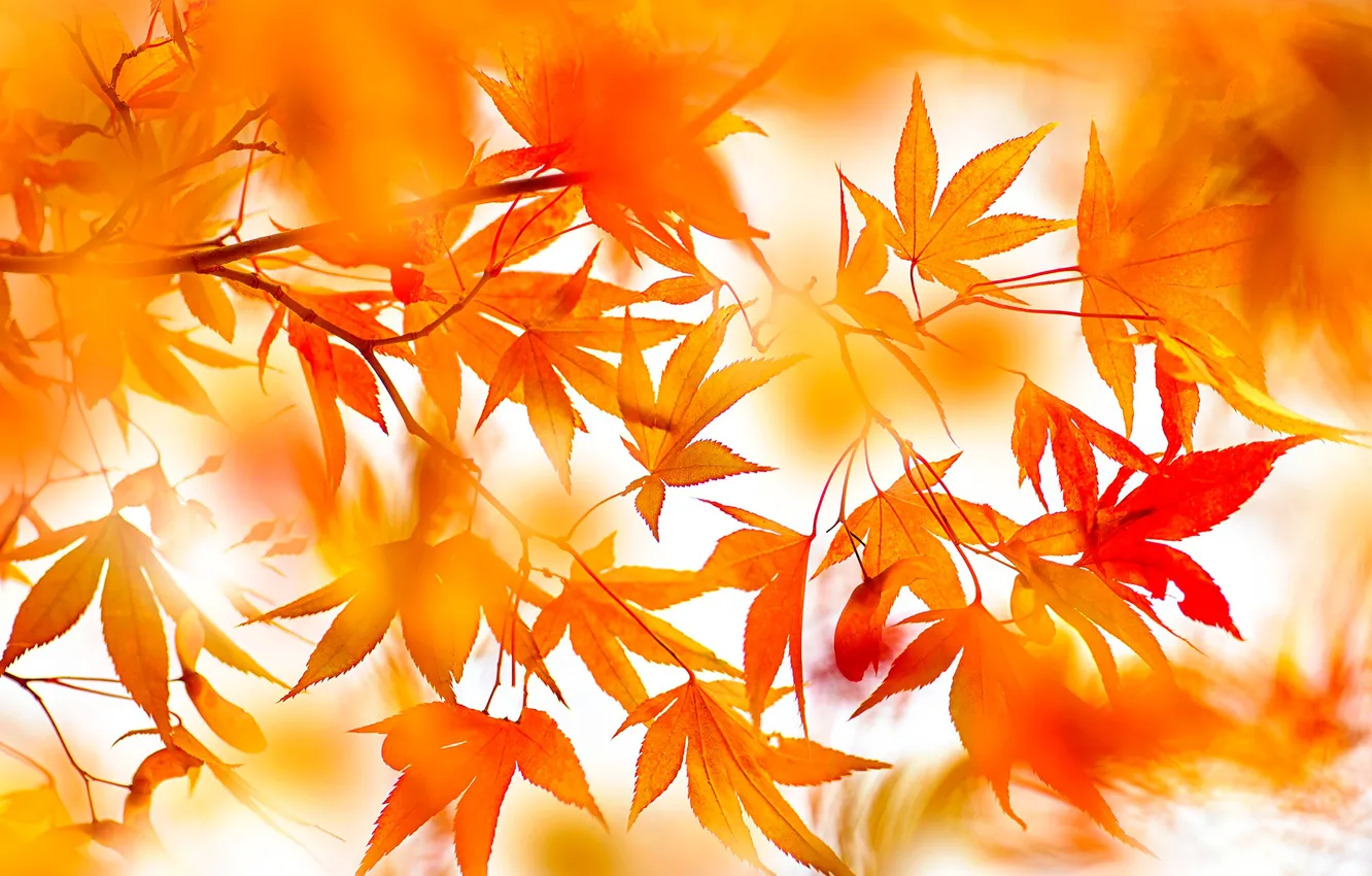 Wallpaper autumn, leaves, branches, nature, bright, blur, red, orange, light  background, bokeh, autumn, Japanese maple images for desktop, section  природа - download