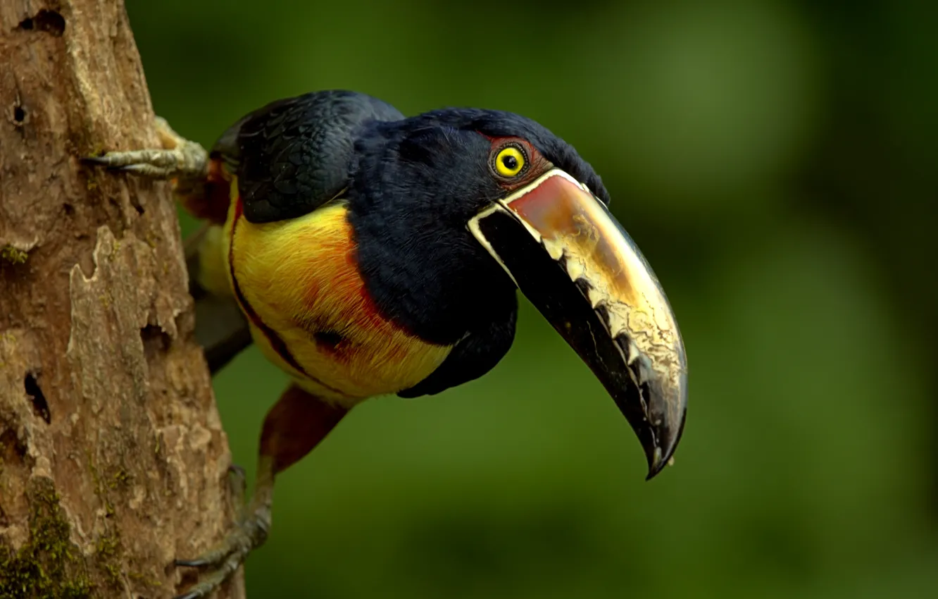 Photo wallpaper beak, Toucan, collared aracari, collared aracari